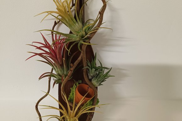 Composition de tillandsia par votre fleuriste à Saint Aubin D'Aubigné