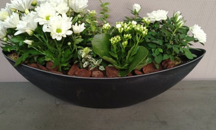 Coupe bateau de plantes extérieur sans les tons blanc et vert par votre fleuriste à Saint Aubin D'Aubigné